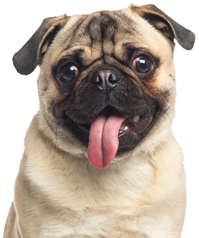 Dog Grooming Service Reservation