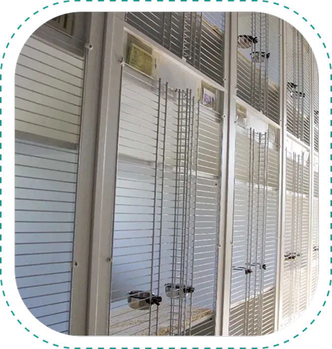 Cat Lodging Service at Diamond Kennels 