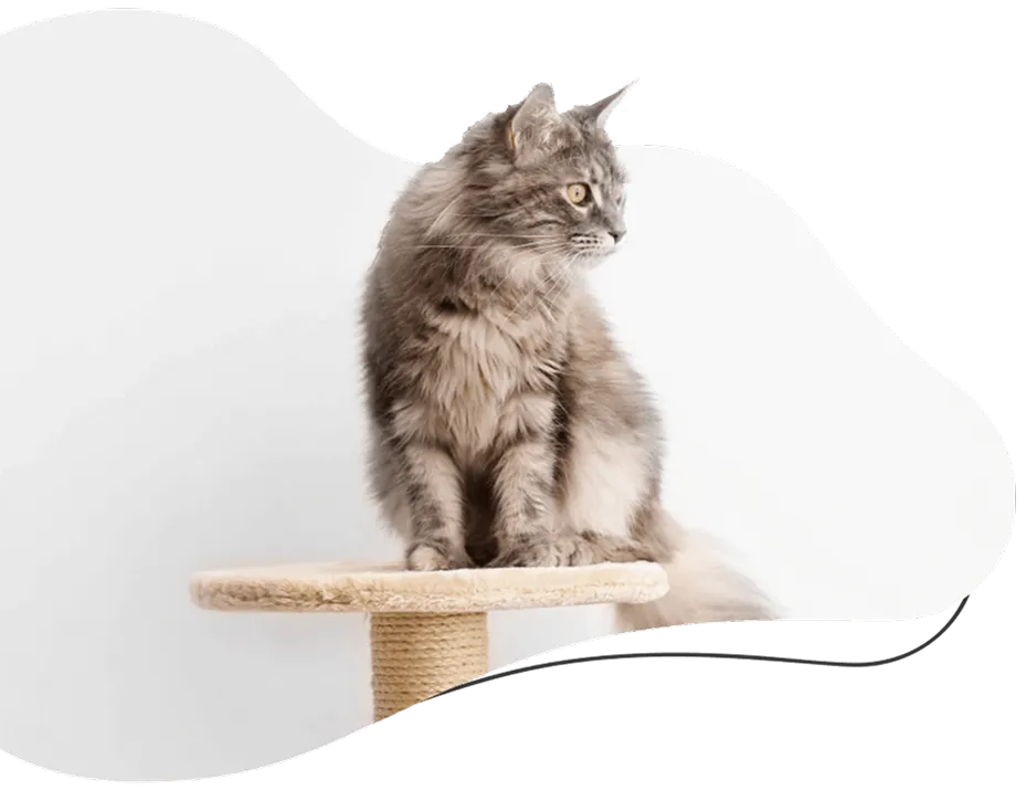 Cat Boarding Services at Diamond Kennels 