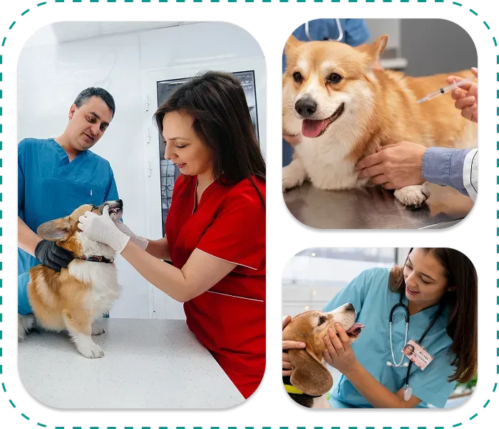 Healthy & Safety at Diamond Kennels