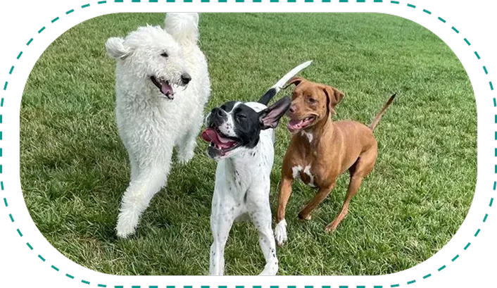 Activities for Dogs at Diamond Kennels 