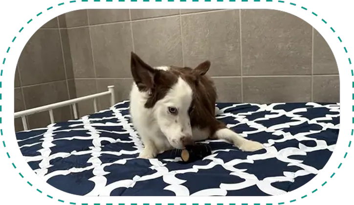 Room Service Treats for Dogs 