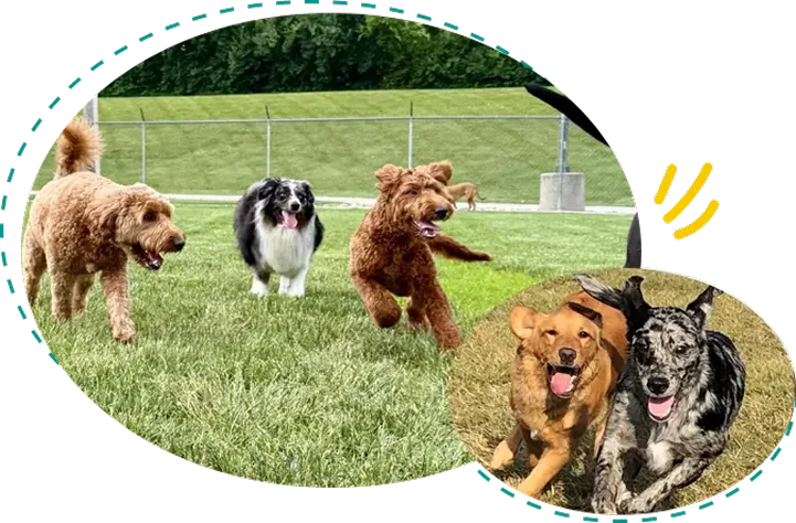 Day Camp Activities at Diamond Kennels