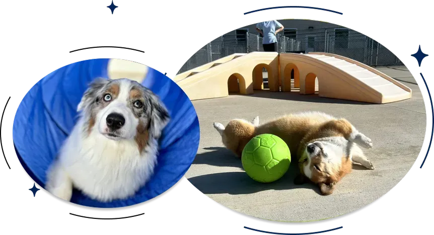 Independnt Day Camp at Diamond Kennels