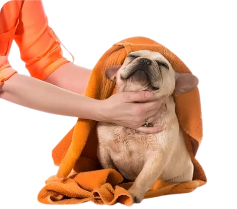 Spa Day at Diamond Kennels