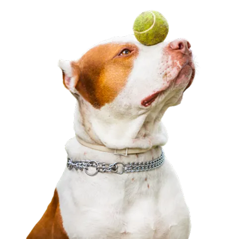 Activities for Pet at Diamond Kennels