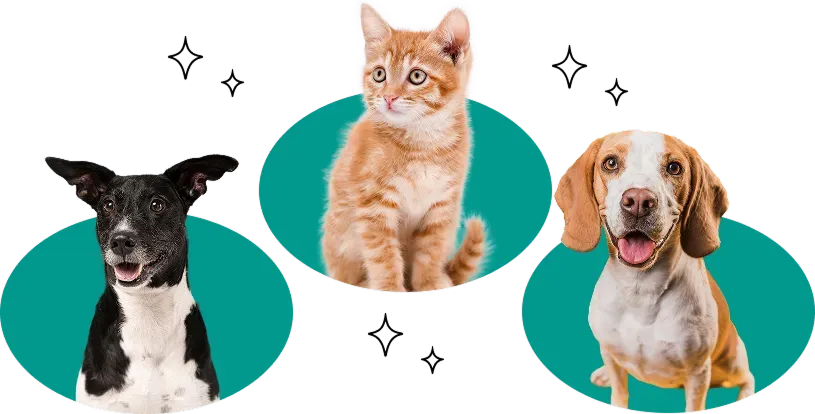 Trusted Pet Care for Over 20 Years at Diamond Kennels