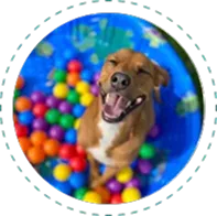 Ball Pit Adventures Activity at Day Camp