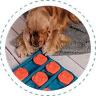 Puzzle Games at Diamond Kennels