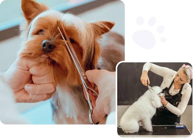 Full Dog Gooming Service at Diamond Kennels