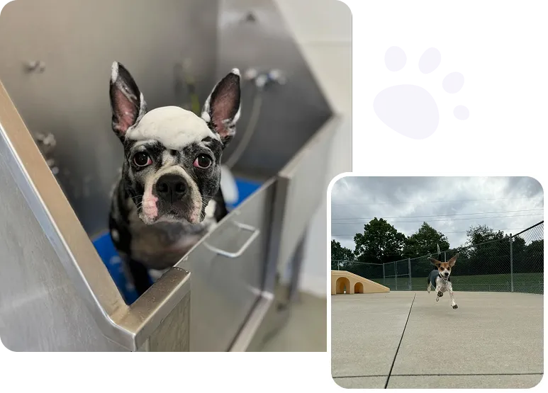 Services at Diamond Kennels - Lodging, Grooming, Traning, Day Camp