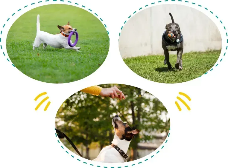 Pet Training in Ohio