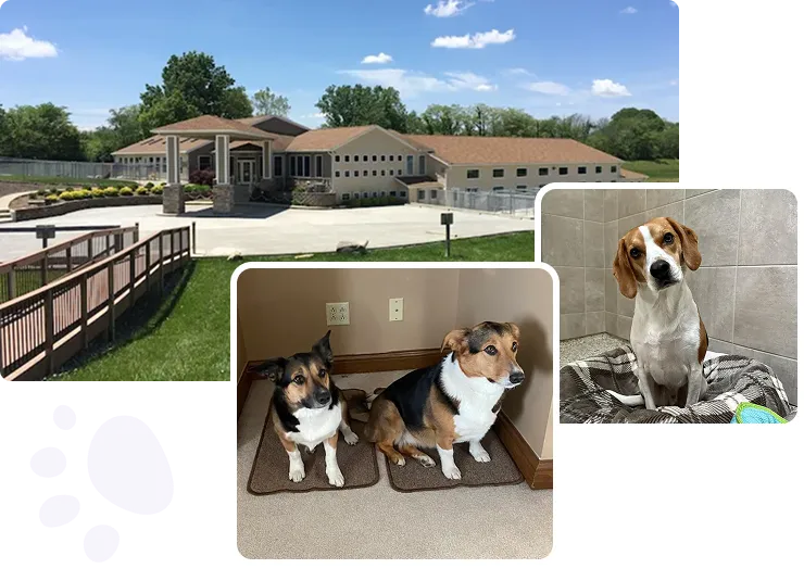 Lodging & Extras Serices by Diamond Kennels