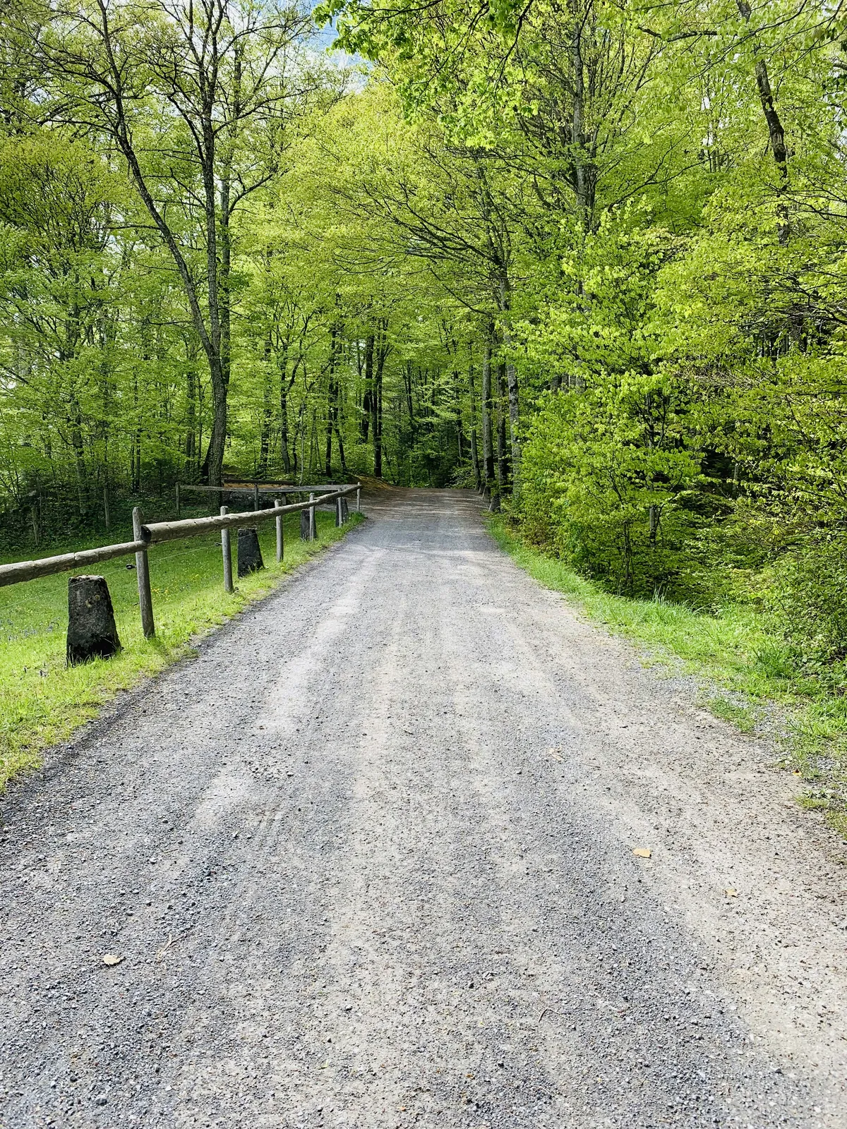 Gravel access lane through trees with a timber roadside rail.