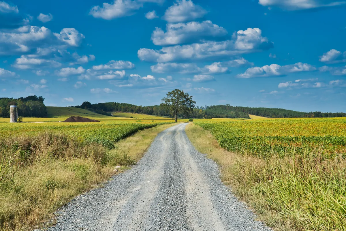 Gravel access lane running between grassy land and trees.