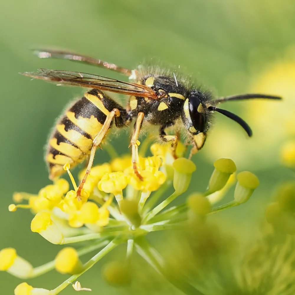 Wasp nest removal services