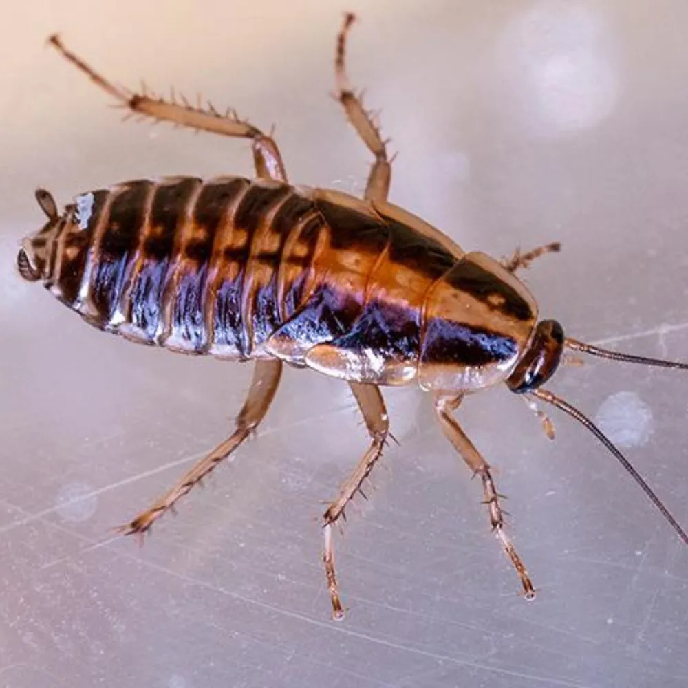 Cockroach pest control services