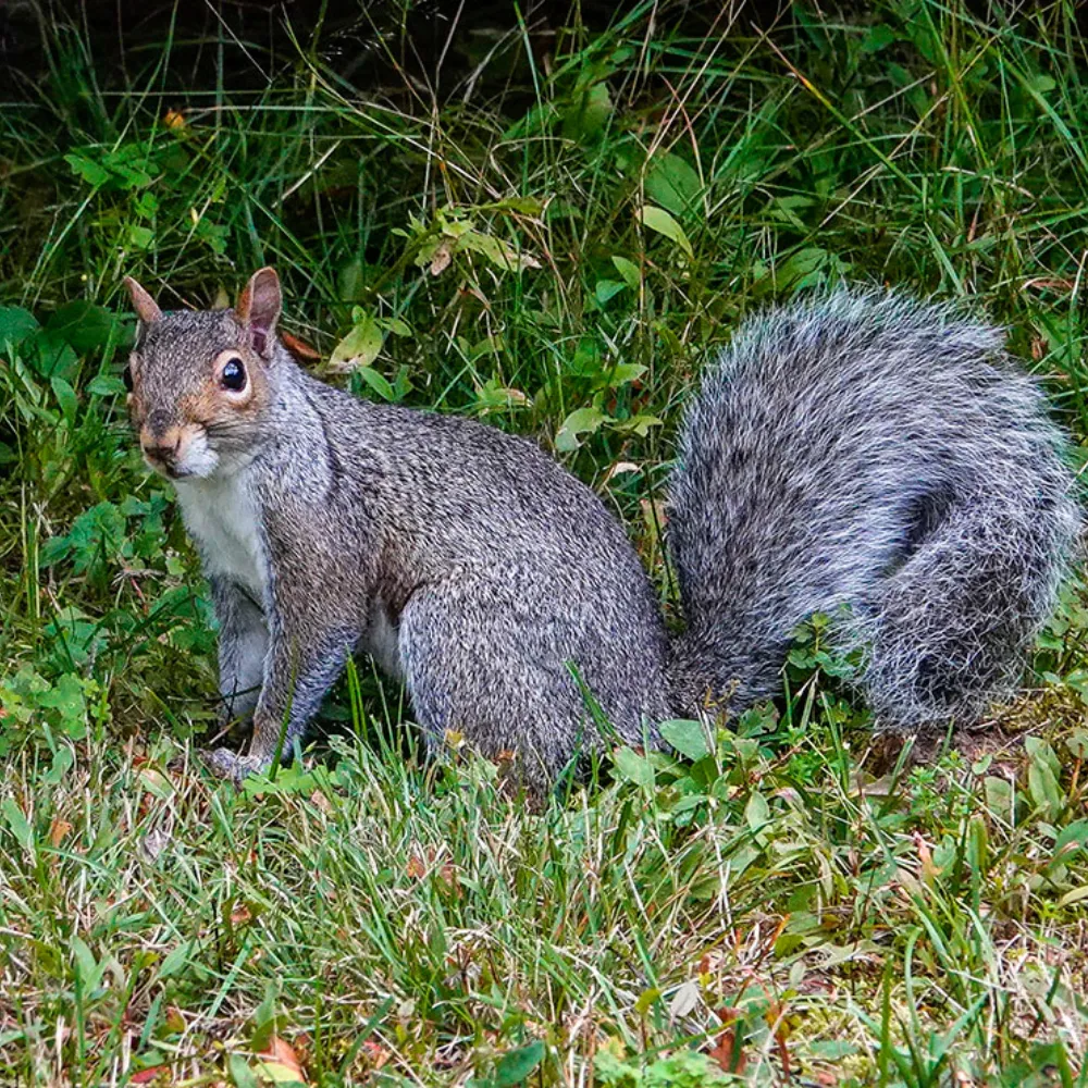 cartoon squirrel