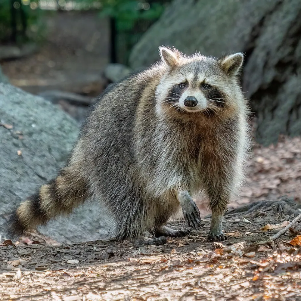 Racoon pest control services