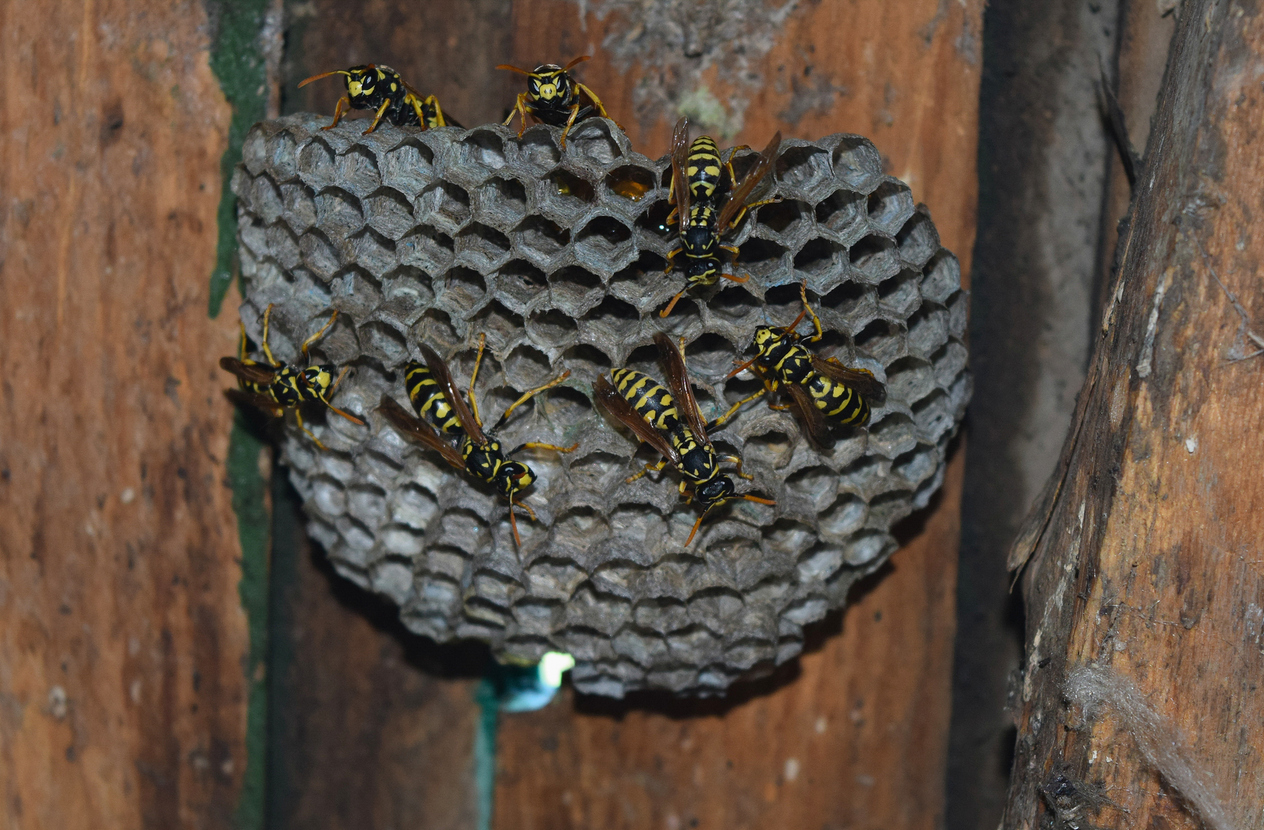 Wasp