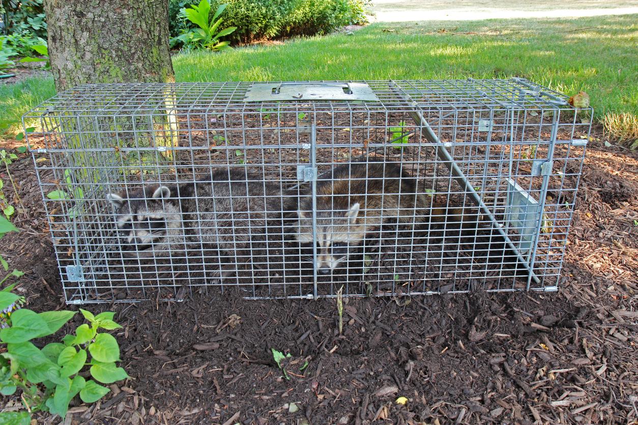 Squirrel activity near a roof opening at a Mount Pleasant property