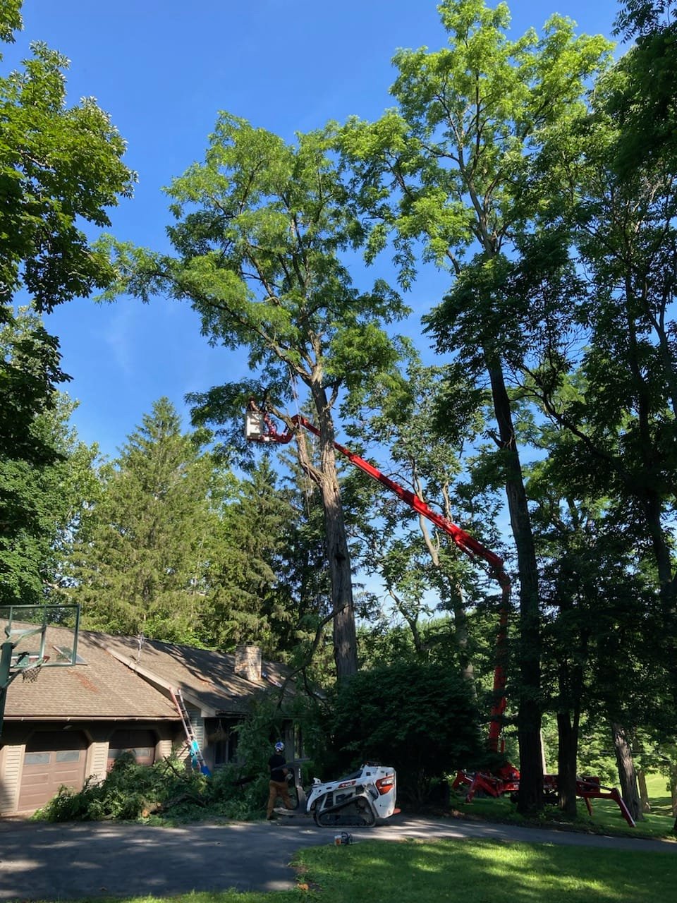 Trimming & Tree Services in Knoxville, TN