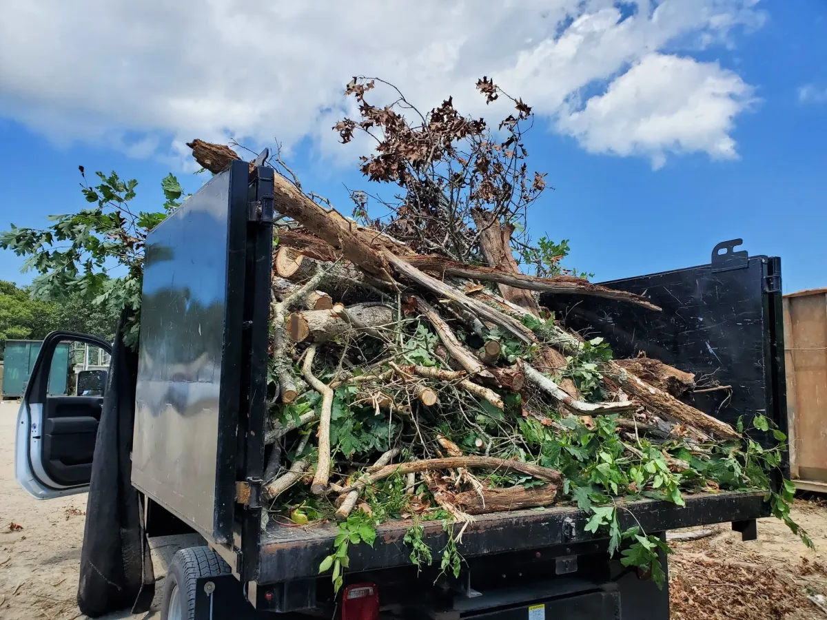 Plant Removal Services in Knoxville, TN