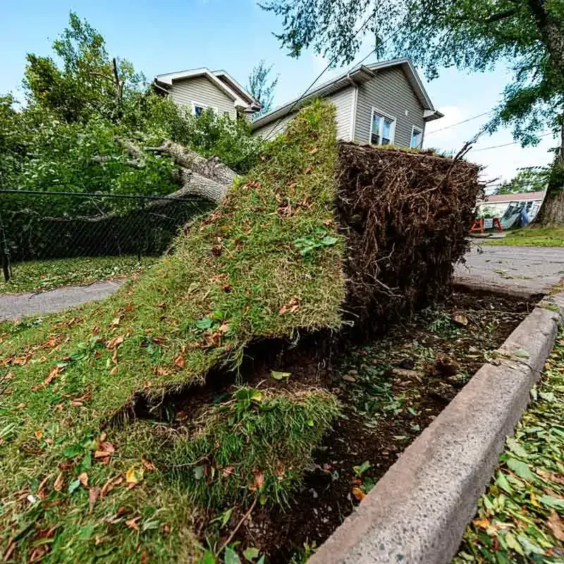Plant Removal Services in Knoxville, TN