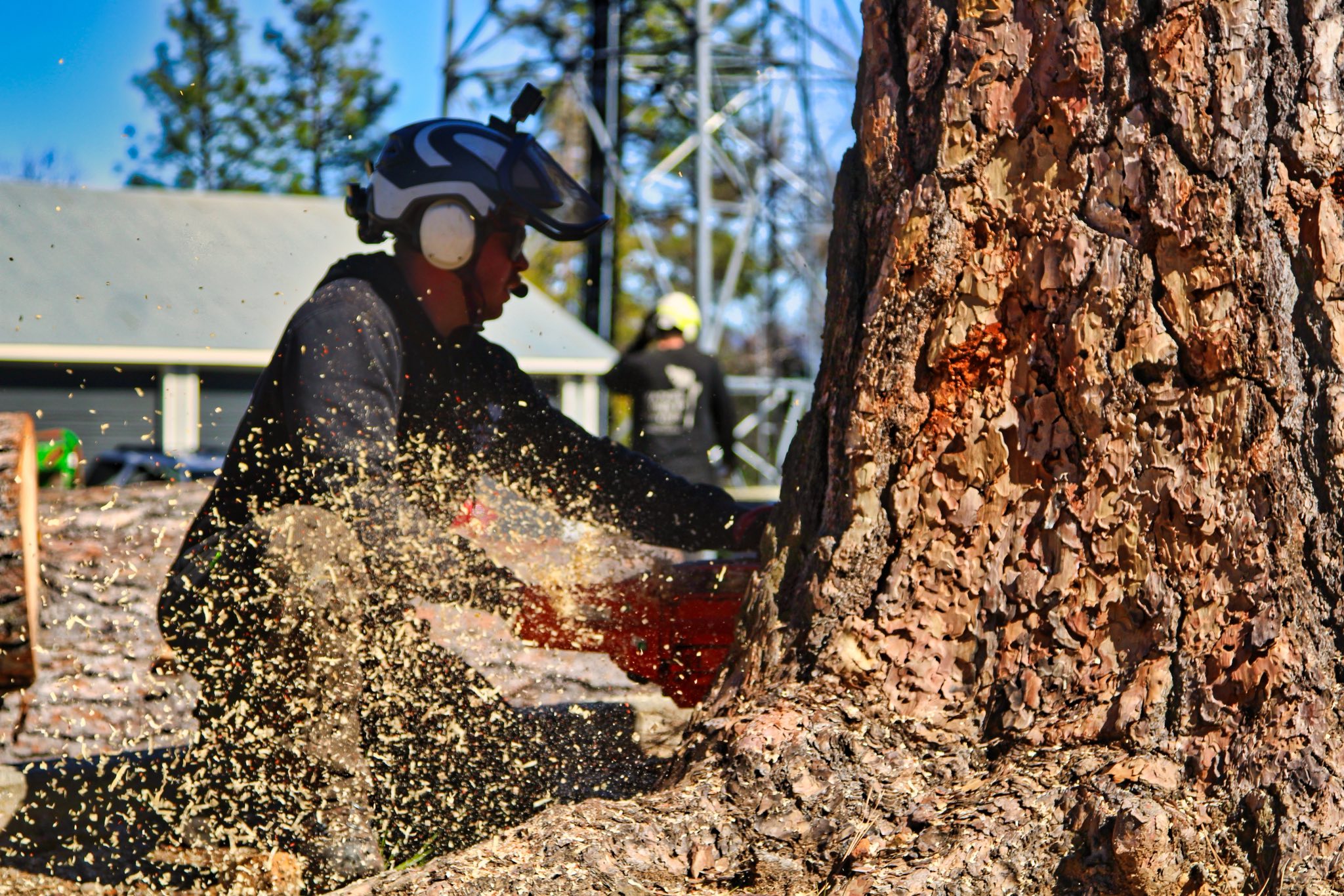 Tree Removal Pensacola