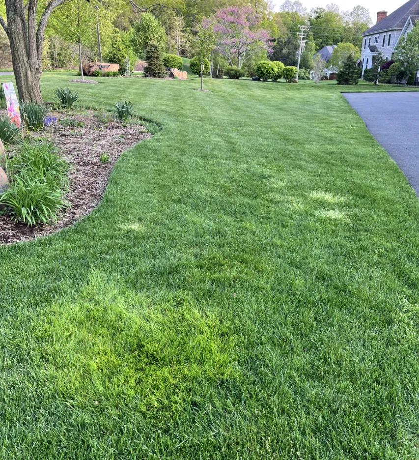 Light Green Lawn Patches