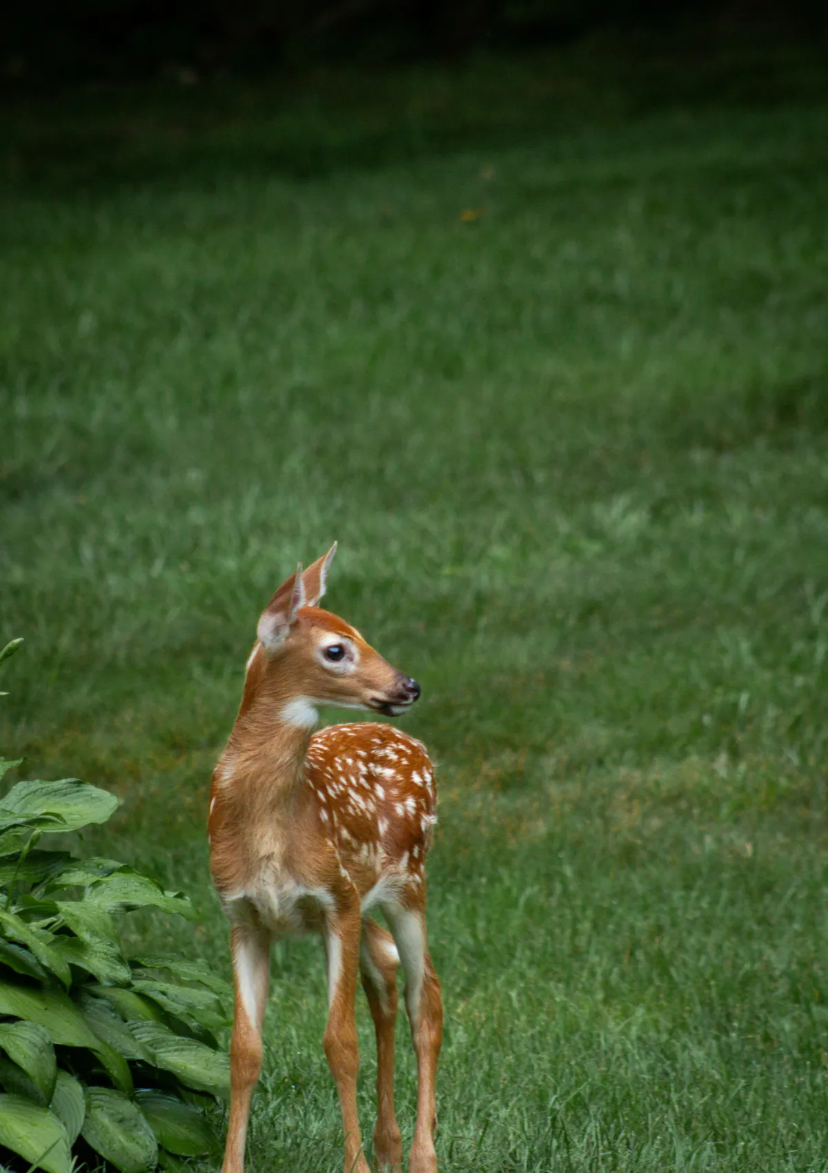 baby fawn