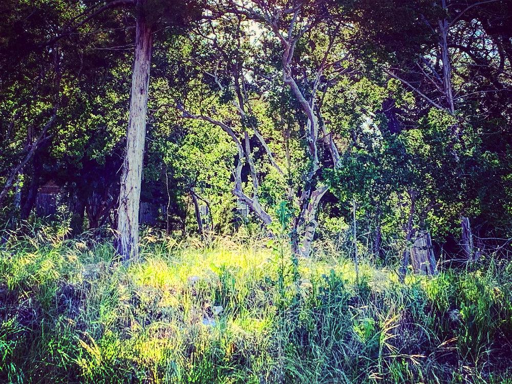 NATURE: AN INTOXICATING MUSE