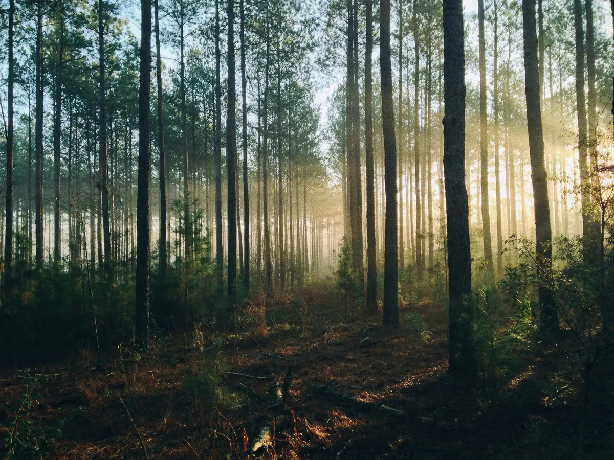 Understanding the Survival Mindset: A Path to Joy