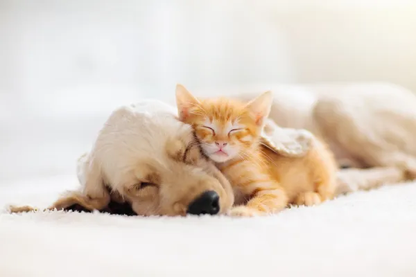 puppy and kitten sleeping