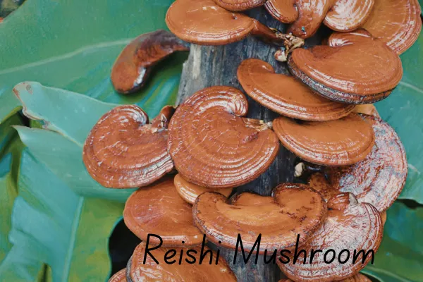 You Eat THOSE and They're Good For You? (Mushrooms)