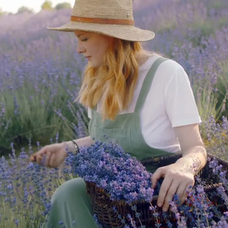 Woman in lavender field collecting lavender, representing ease, reflection, and inspiration from daily uplifting quotes