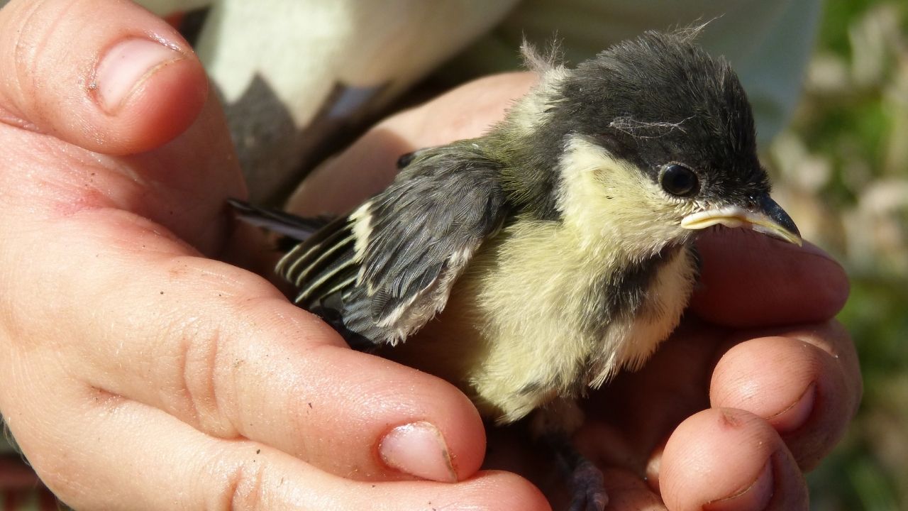 Child gently holding a baby bird, symbolizing compassion, motherhood, and protecting children.