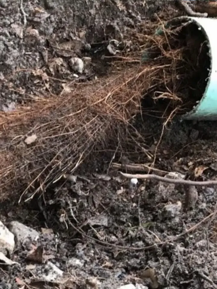 Tree roots removed from pipe during drainage service in Canterbury