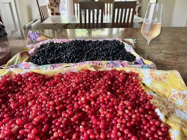 Blackcurrants and redcurrants from my allotment
