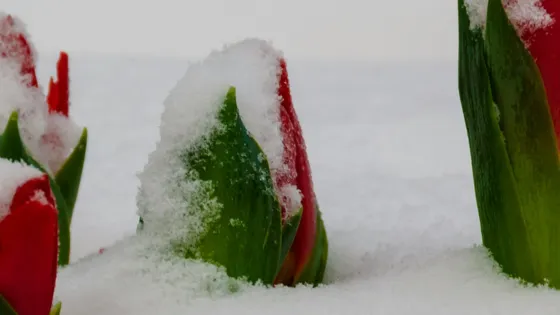 flowers opening in the snow