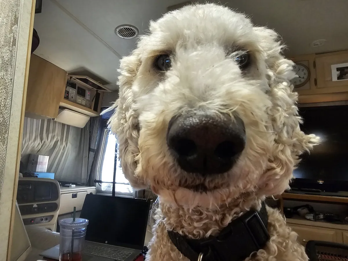 Meet River, the Golden Doodle Extraordinaire!