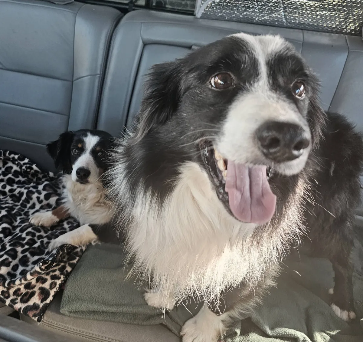 River’s Two Secrets Revealed: Meet Rylie and Shadow!