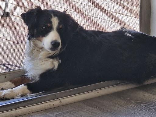 Rylie’s Big Secret: Puppies Are on the Way!