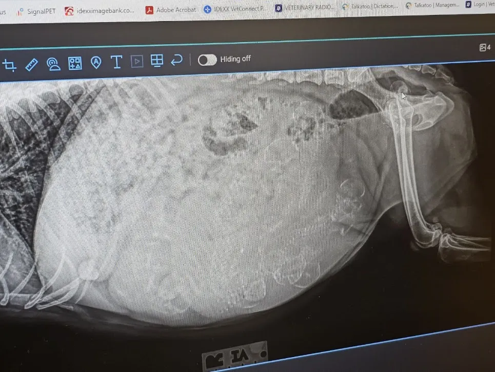 Eight Puppies?! River Reports from the Vet