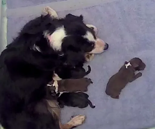 The Puppies Are Making Their Grand Arrival!