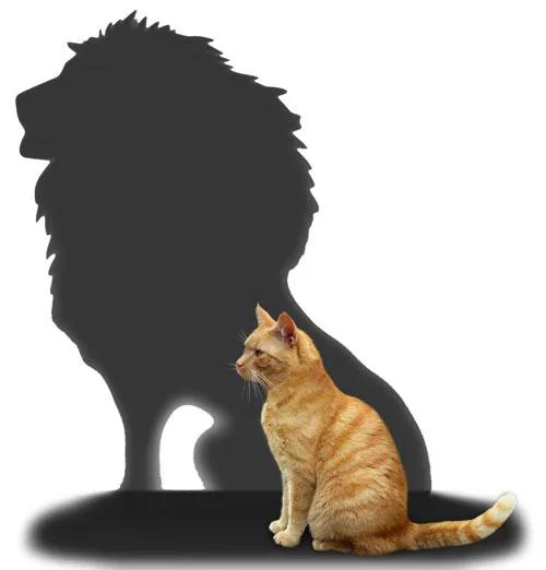 House cat with shadow of a lion