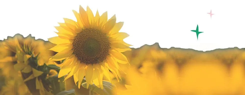 photo of sunflower up close