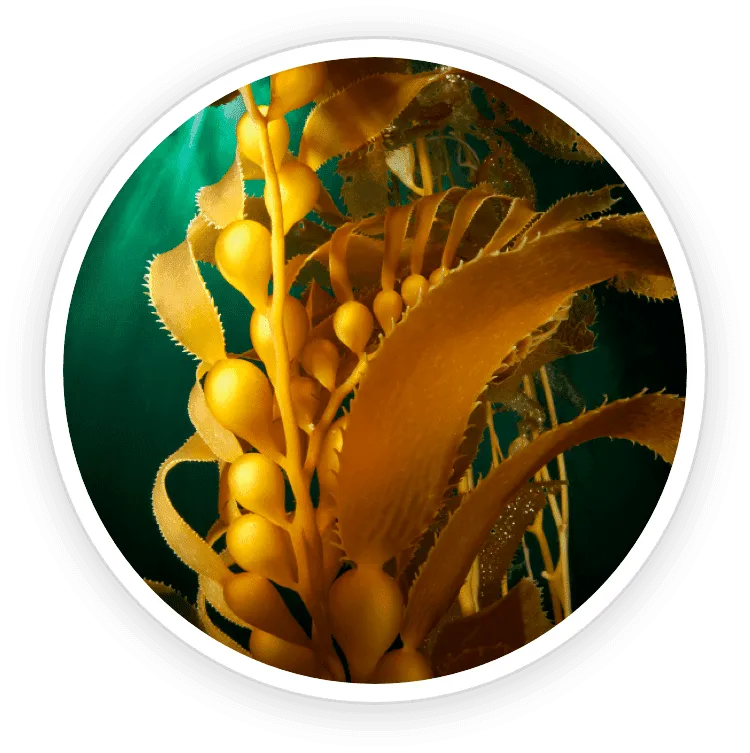 Kelp Powder