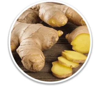 Ginger Rhizome