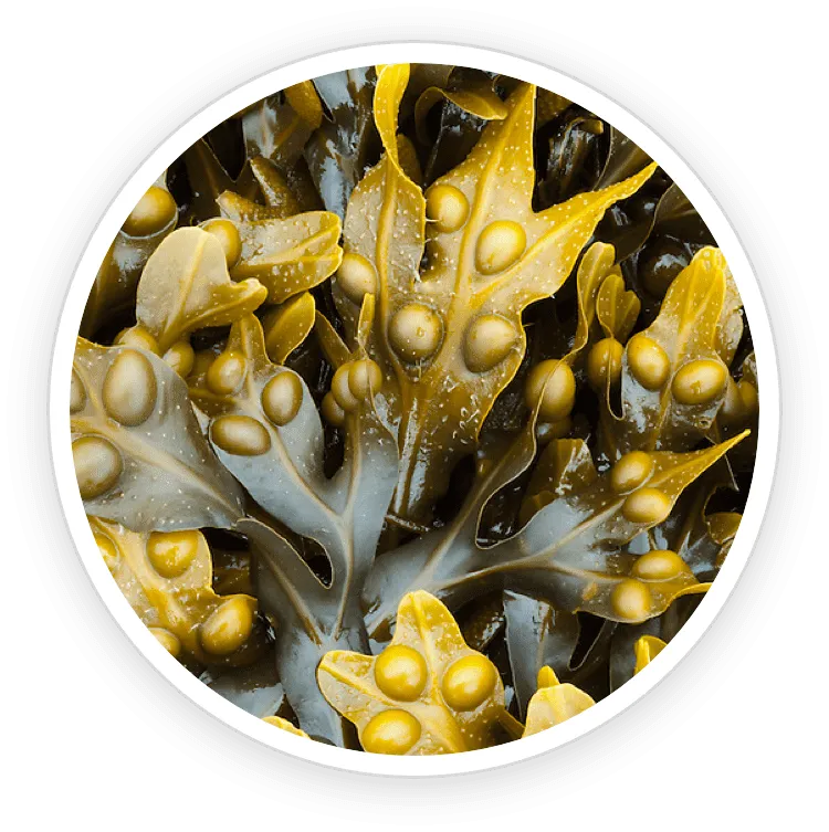 Bladderwrack Powder